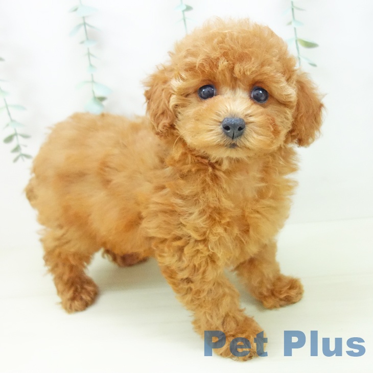 トイ・プードル