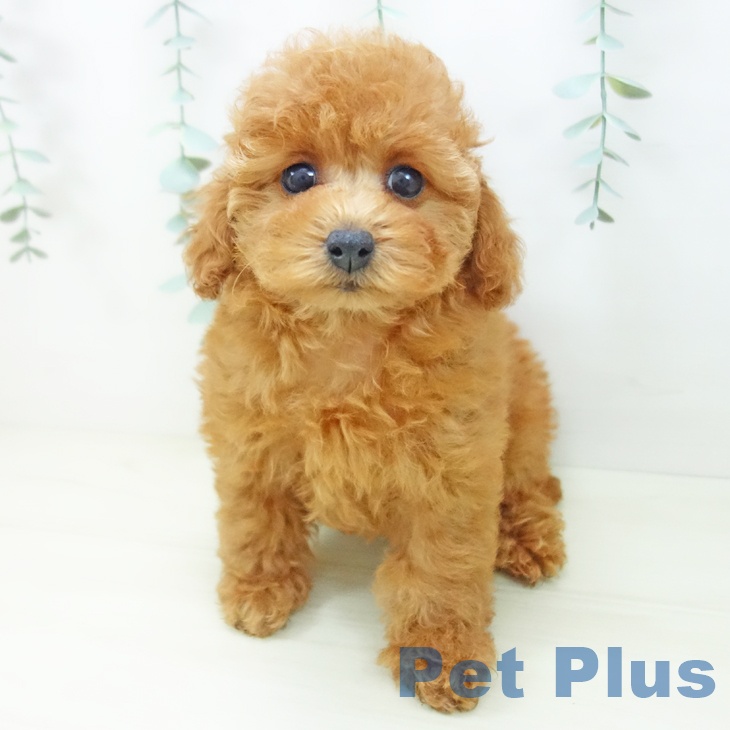 トイ・プードル