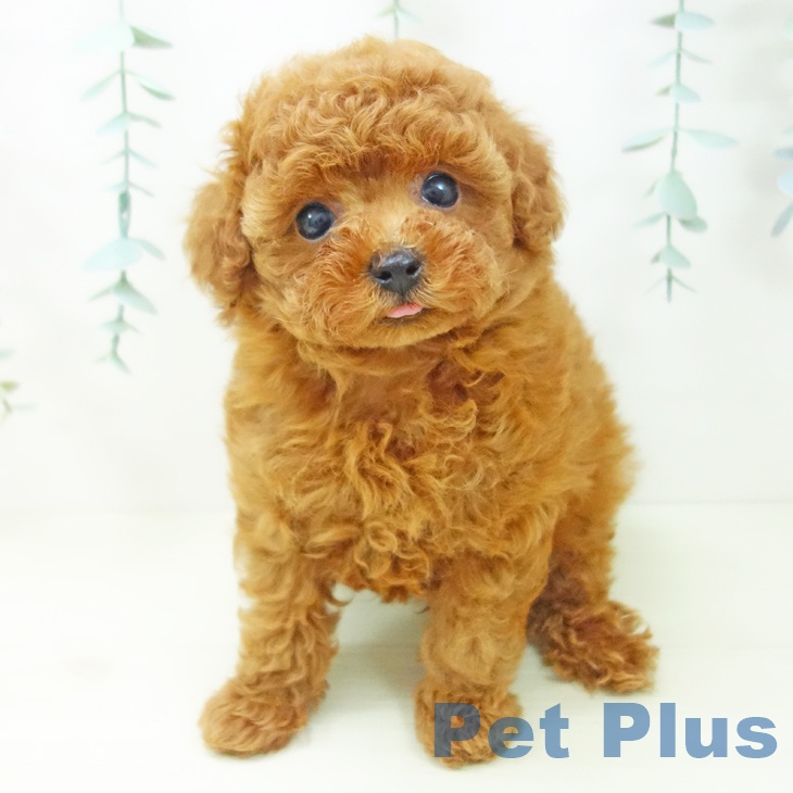 トイ・プードル