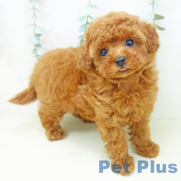 トイ・プードルの写真2