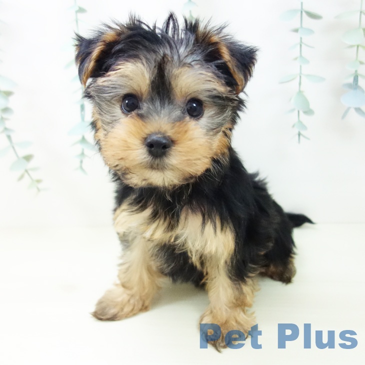 ヨークシャー・テリア