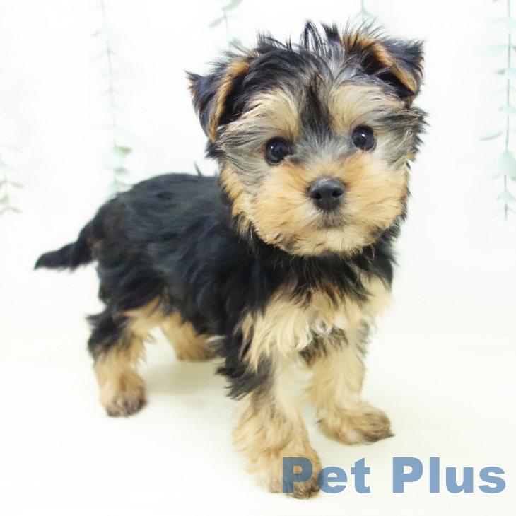 ヨークシャー・テリアの写真2