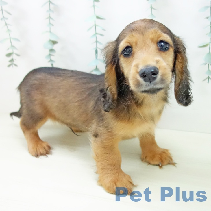 ミニチュア・ダックスフンド