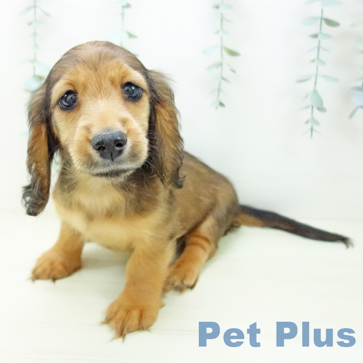 ミニチュア・ダックスフンドの写真2