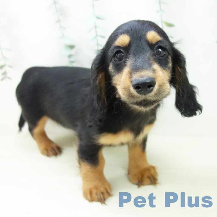 ミニチュア・ダックスフンド