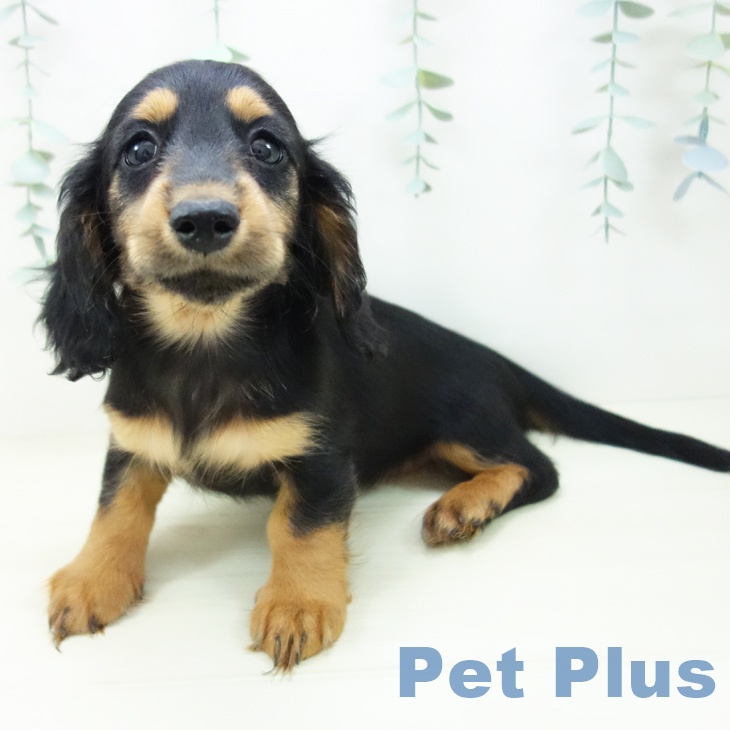 ミニチュア・ダックスフンド