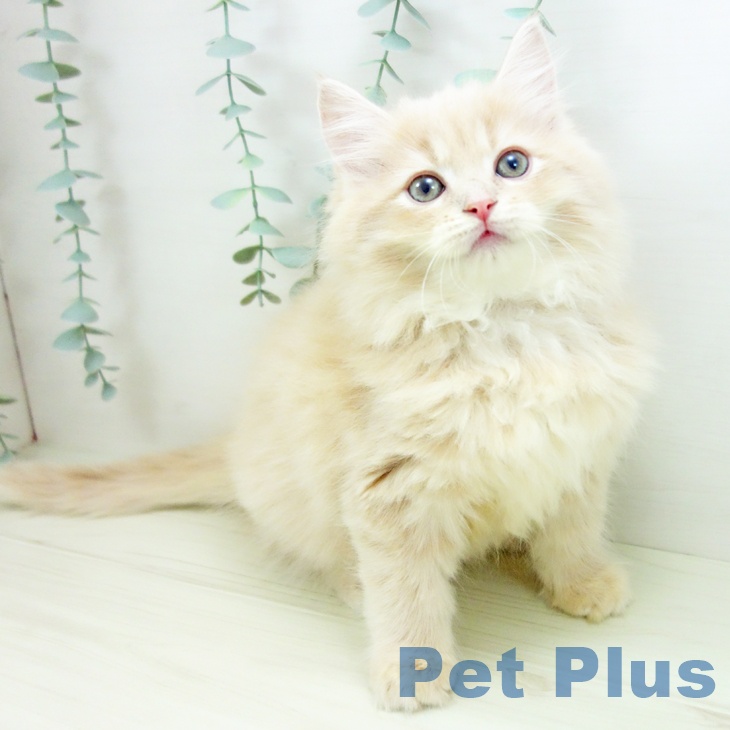 サイベリアンの写真2