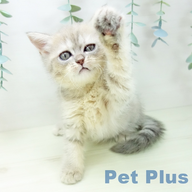 マンチカンの写真2