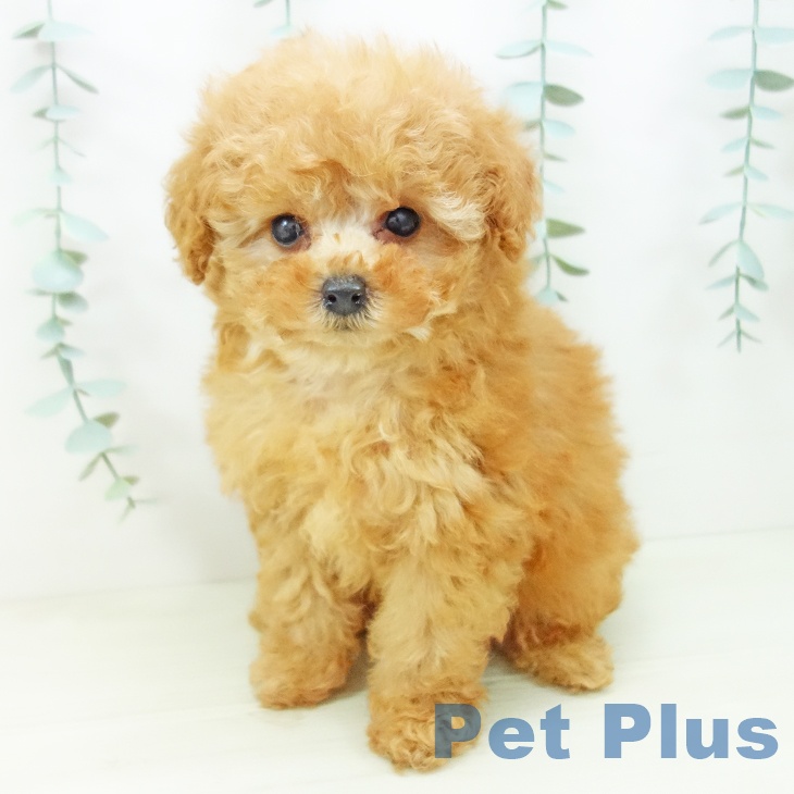 トイ・プードル