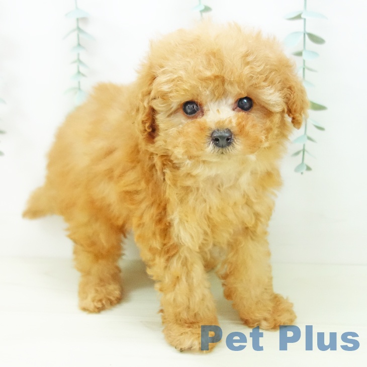 トイ・プードル