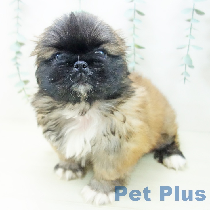 ペキニーズの写真2