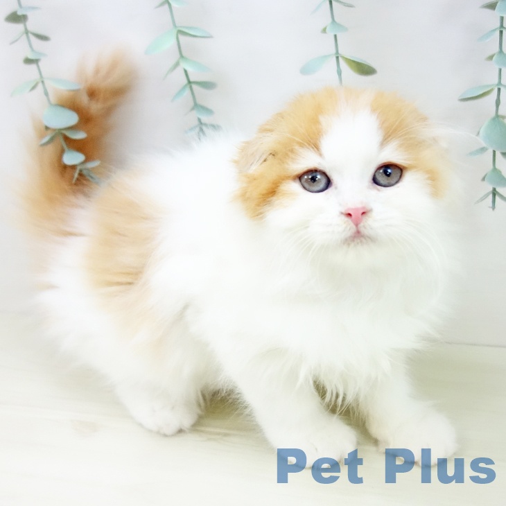 スコティッシュフォールド