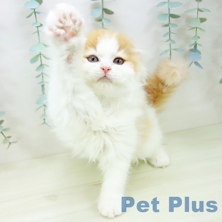 スコティッシュフォールドの写真2