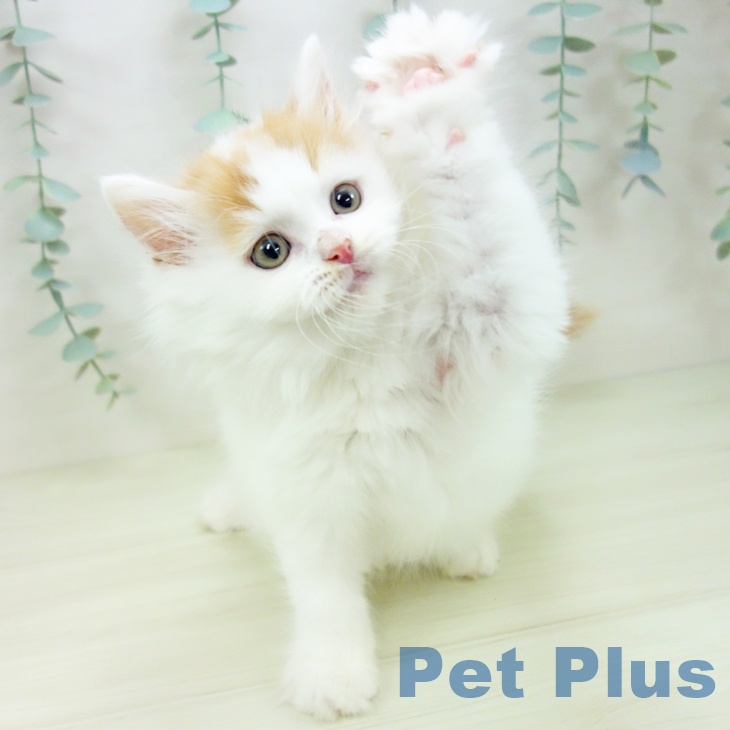 マンチカンの写真2