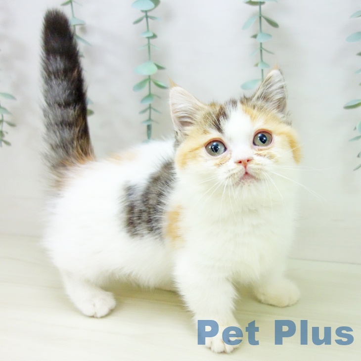 マンチカンの写真2