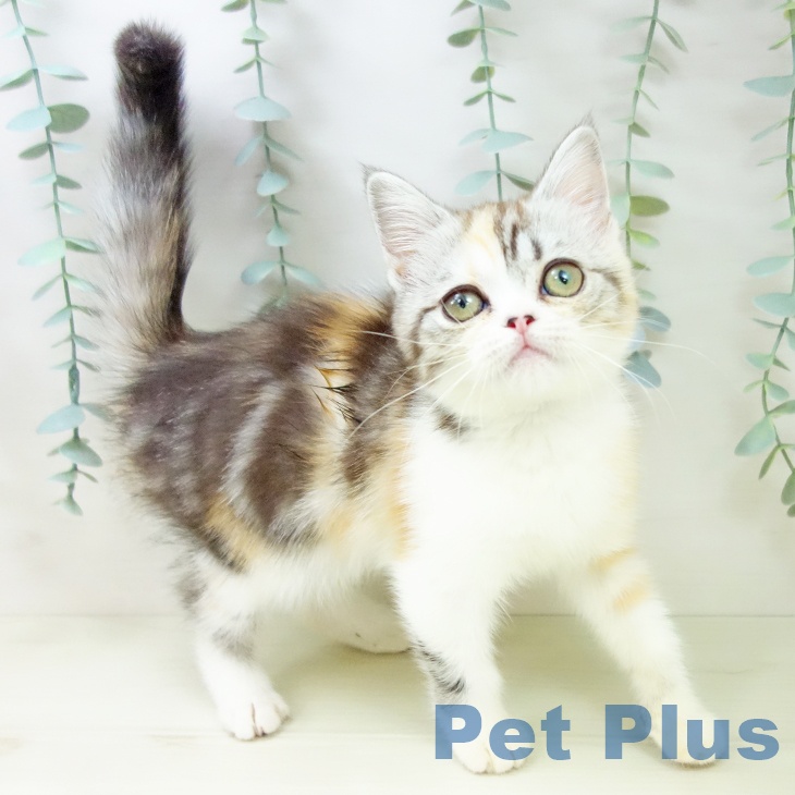 スコティッシュフォールド