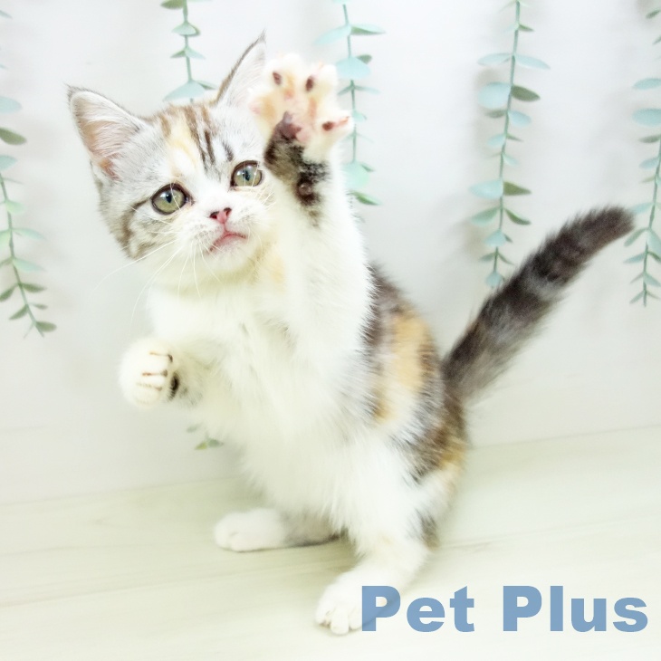 スコティッシュフォールド