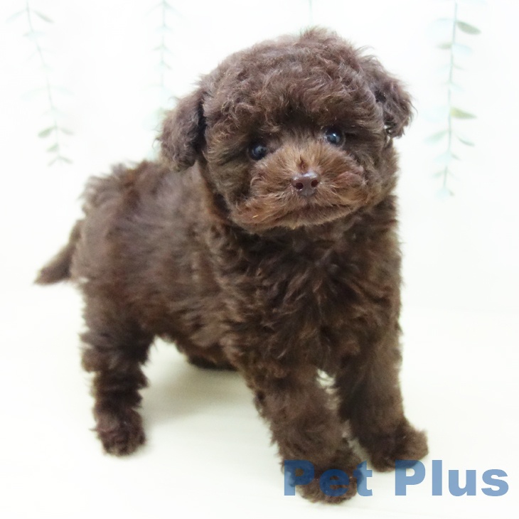 トイ・プードル