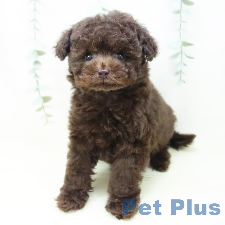 トイ・プードルの写真2