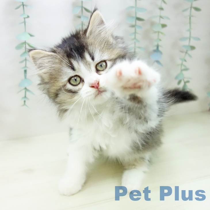 ラガマフィンの写真2