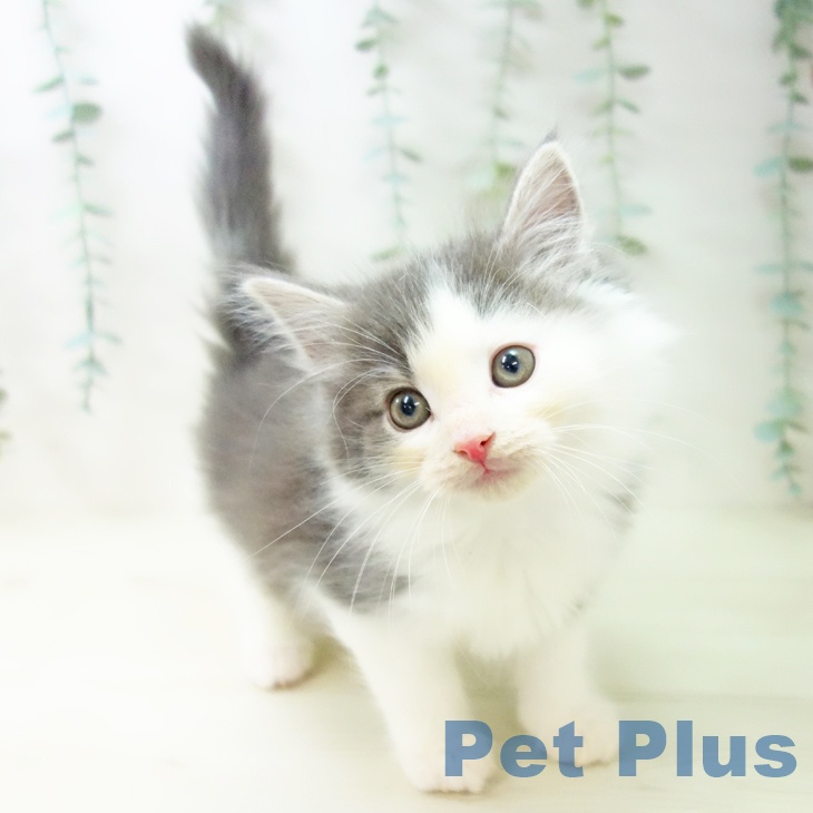 ノルウェージャンフォレストキャット