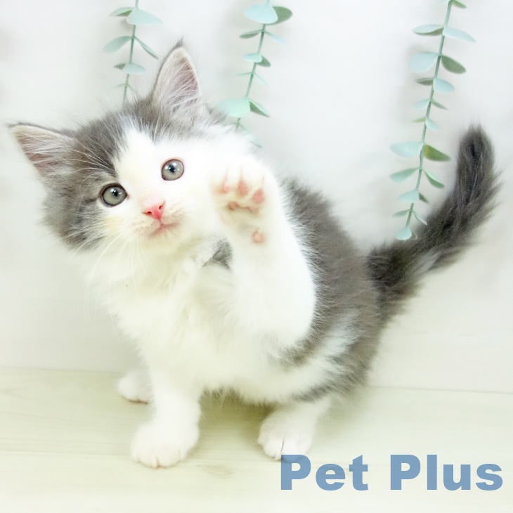 ノルウェージャンフォレストキャットの写真2