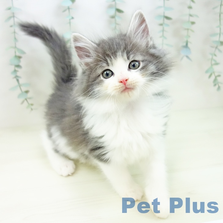 ノルウェージャンフォレストキャット