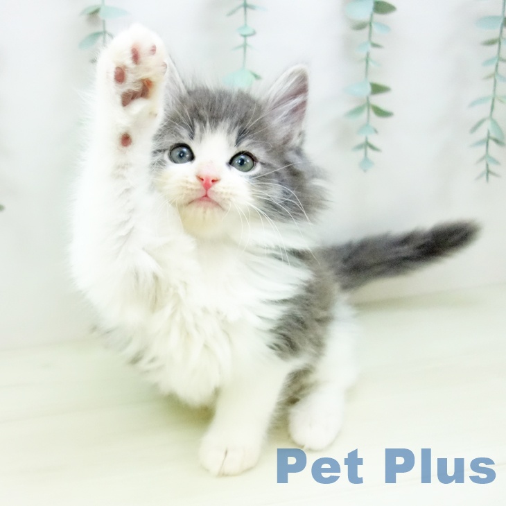 ノルウェージャンフォレストキャット