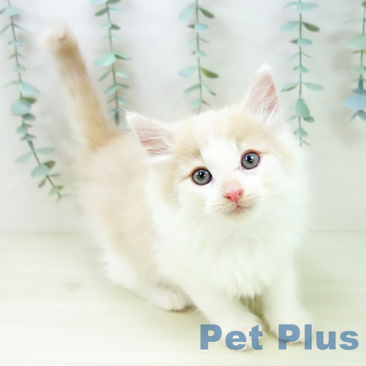 ノルウェージャンフォレストキャット