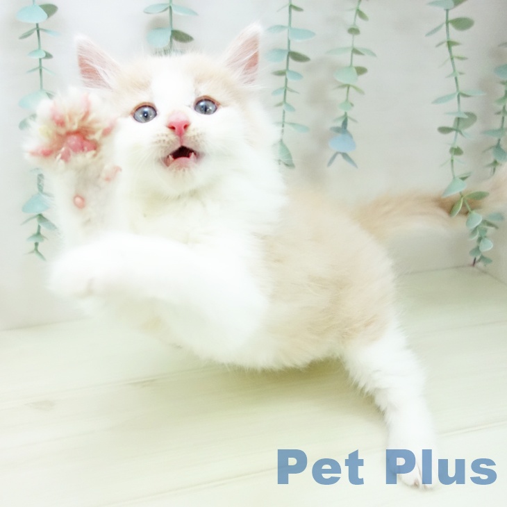 ノルウェージャンフォレストキャットの写真2