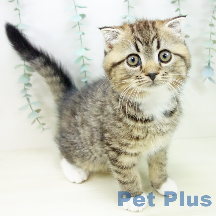 スコティッシュフォールド