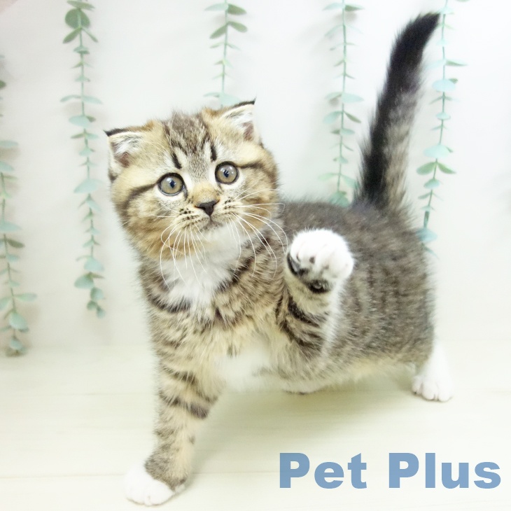 スコティッシュフォールドの写真2