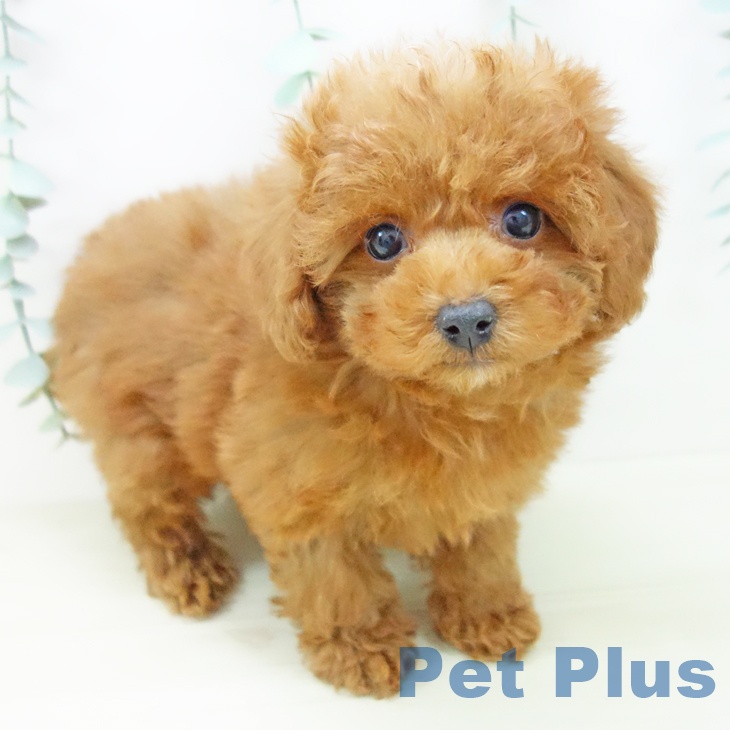 トイ・プードル