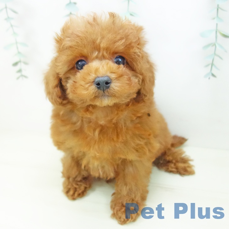 トイ・プードルの写真2