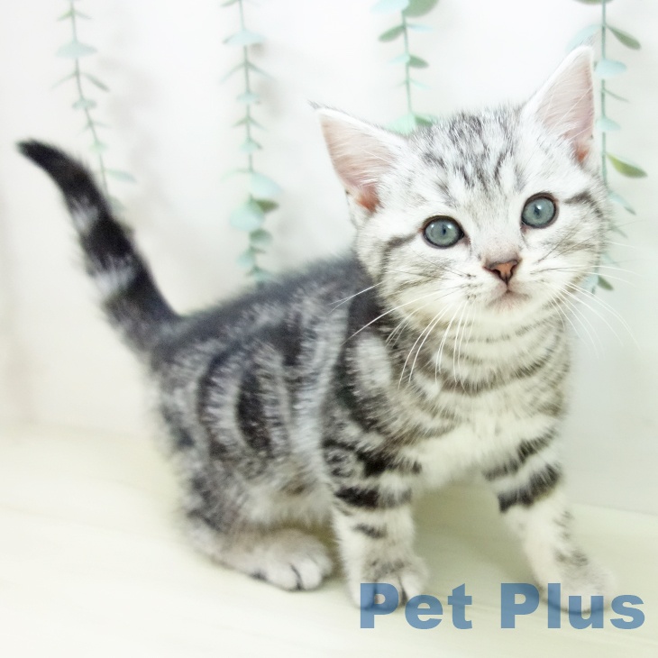 アメリカンショートヘア