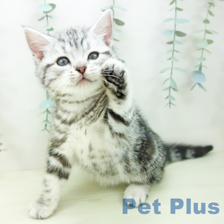 アメリカンショートヘアの写真2