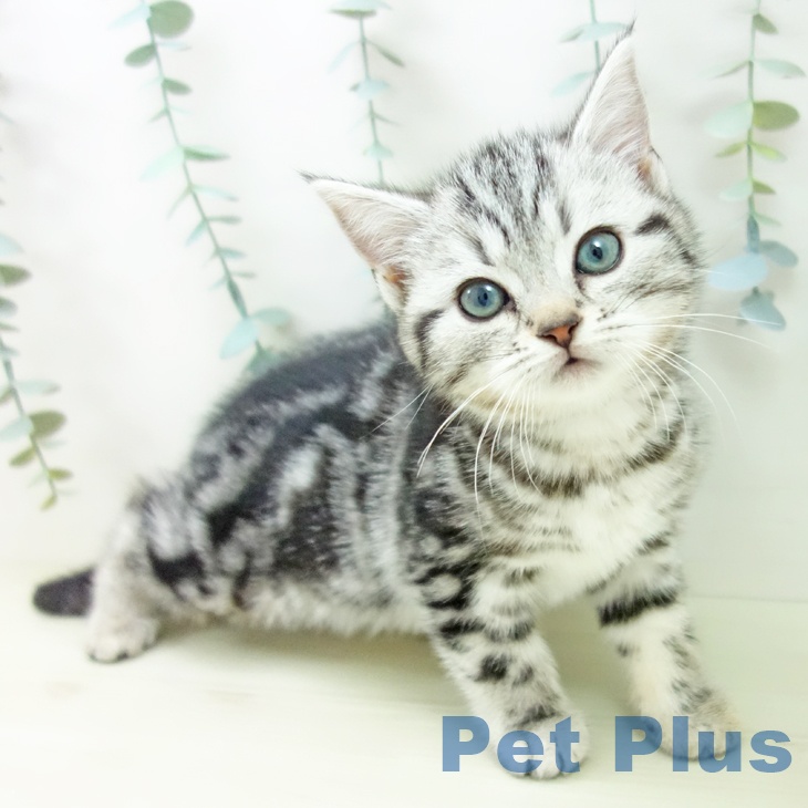 アメリカンショートヘア