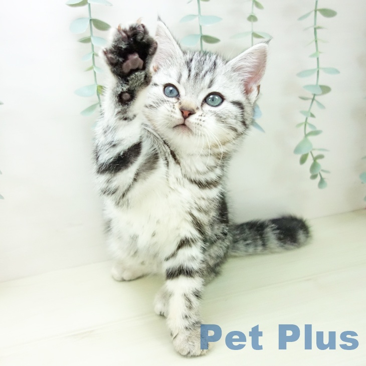 アメリカンショートヘアの写真2