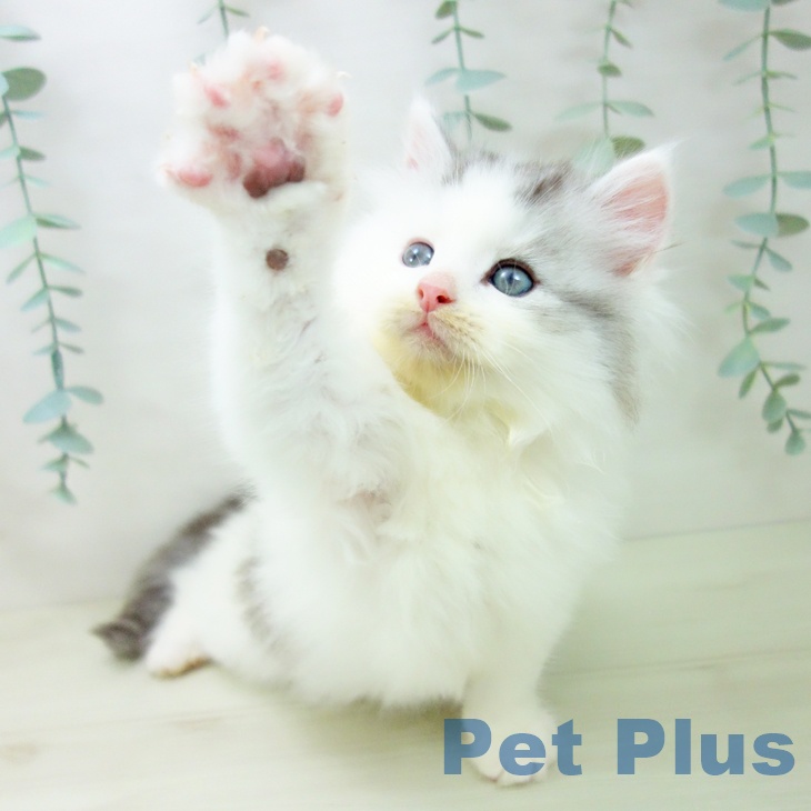 サイベリアンの写真2