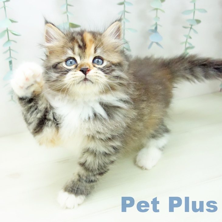 サイベリアンの写真2