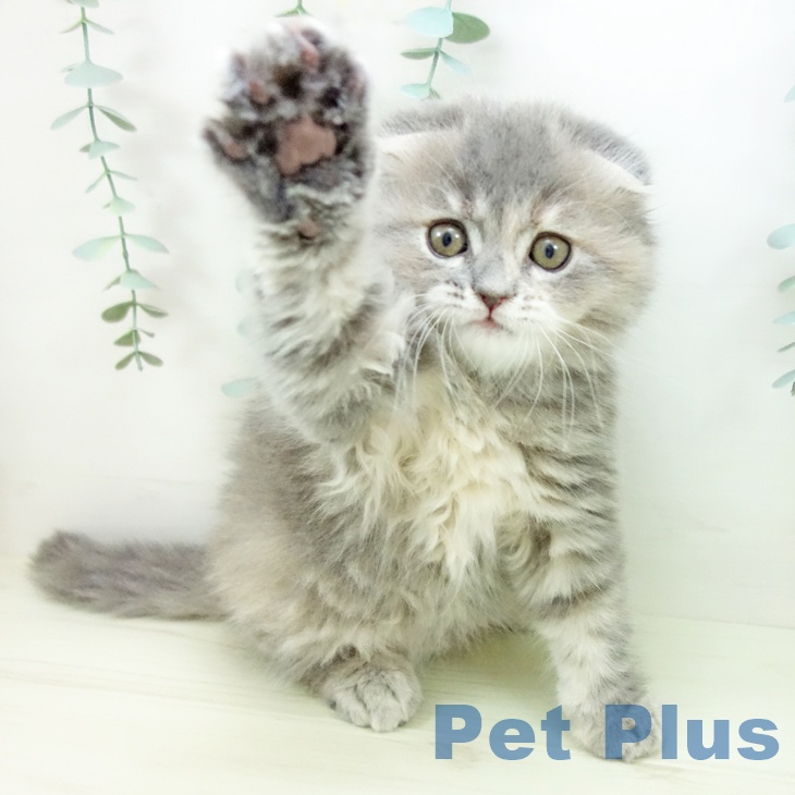 スコティッシュフォールドの写真2