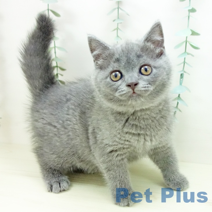 ブリティッシュショートヘア