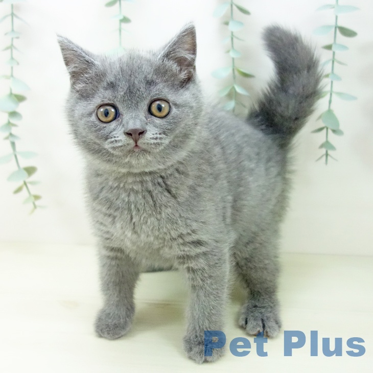 ブリティッシュショートヘアの写真2