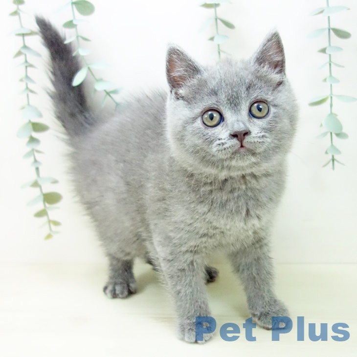 ブリティッシュショートヘア