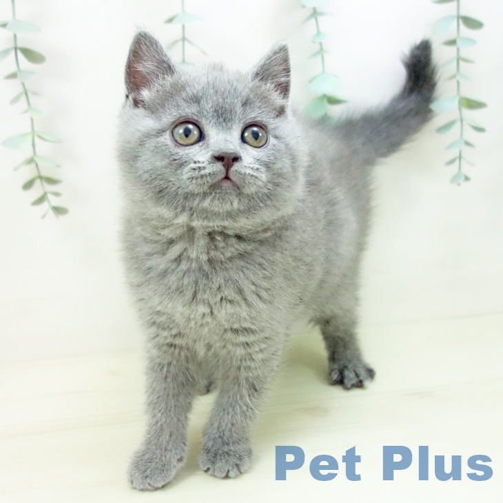 ブリティッシュショートヘアの写真2