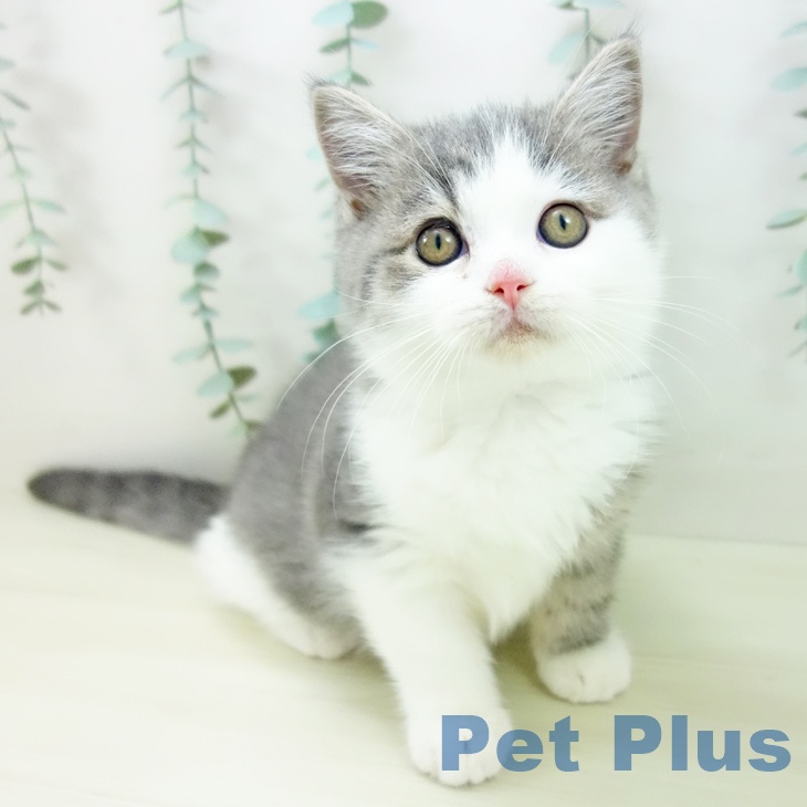 ブリティッシュショートヘア