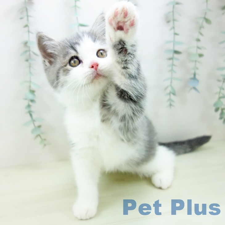 ブリティッシュショートヘア