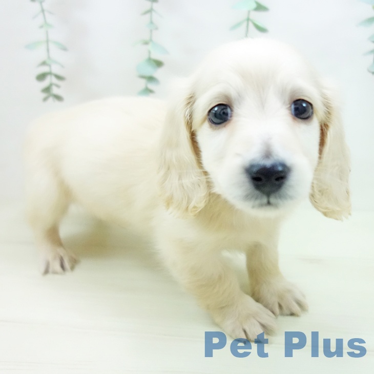 ミニチュア・ダックスフンド