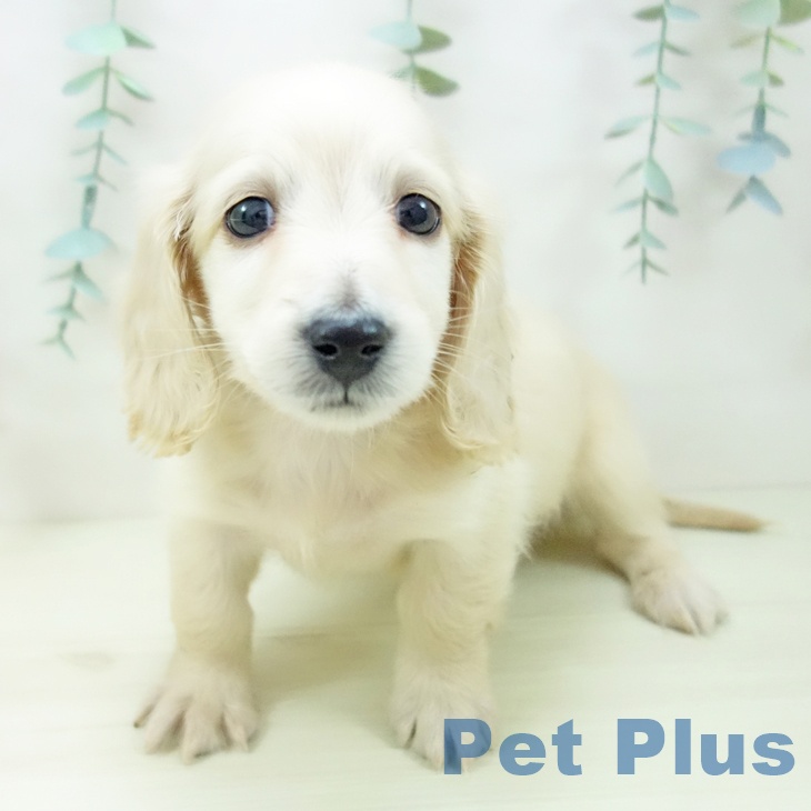 ミニチュア・ダックスフンド