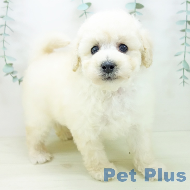 トイ・プードル